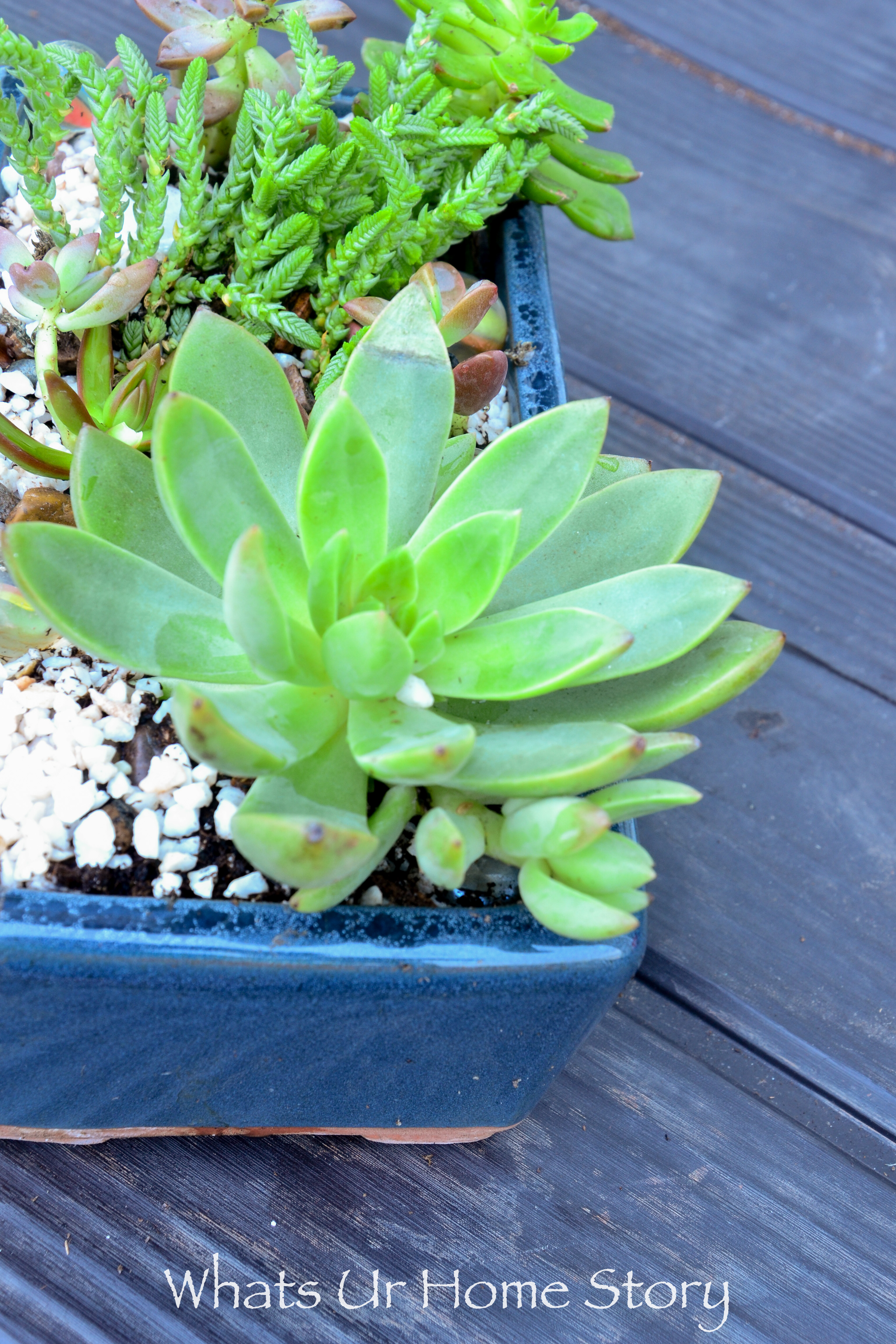 How to Get Succulents for Cheap Whats Ur Home Story