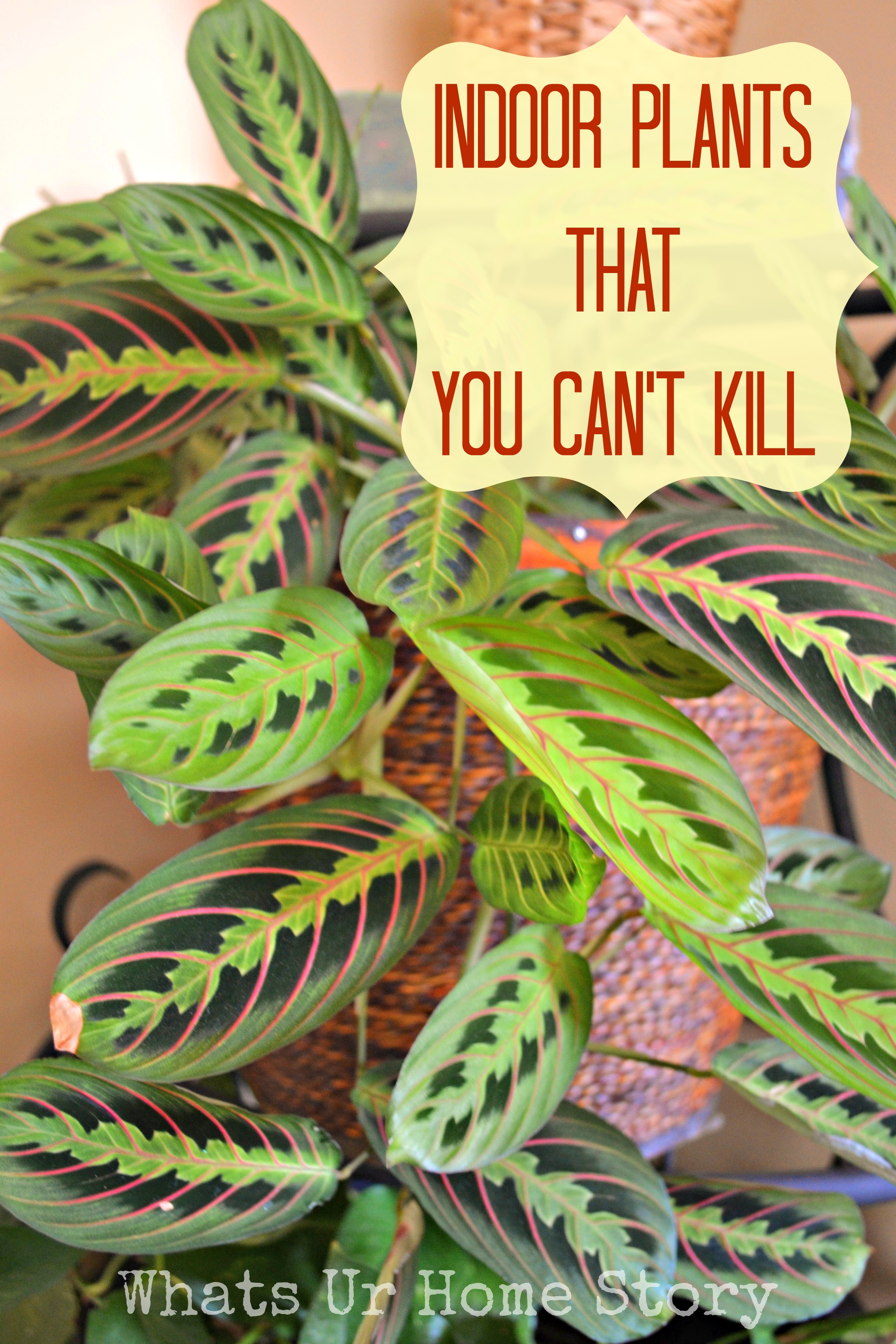 Indoor Plants that You Can't Kill't Kill