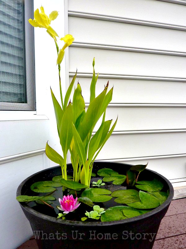 DIY-Container-Water-Garden, how-to-make-a water-garden, container-water-garden-tutorial How to Set up Mini Water Gardens on Your Deck