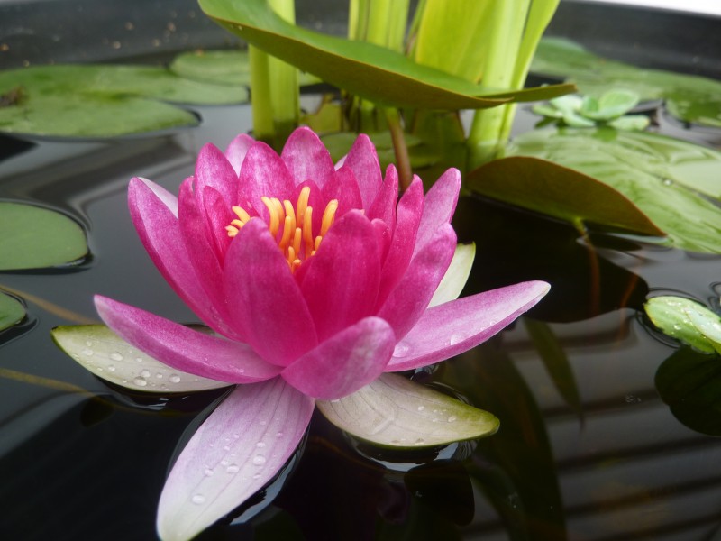 how to make a water garden How to Set up Mini Water Gardens on Your Deck