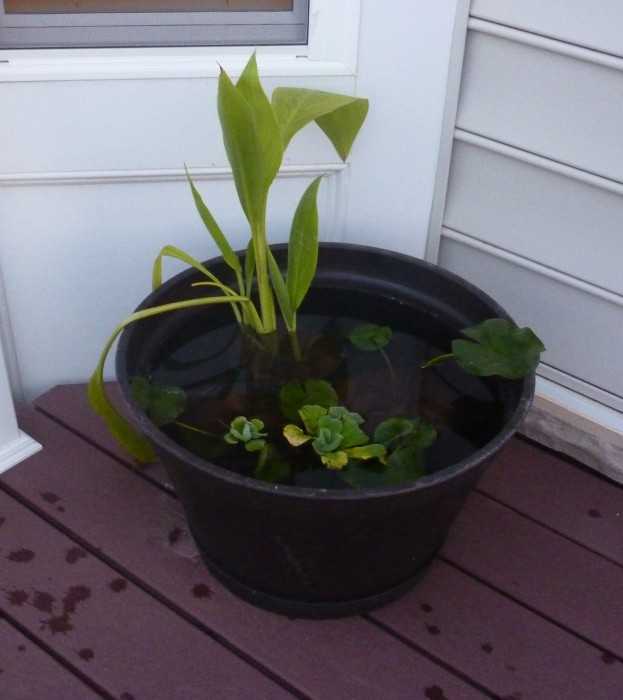 diy container water garden How to Set up Mini Water Gardens on Your Deck