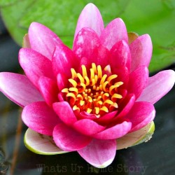 Growing Water Lily in a Container