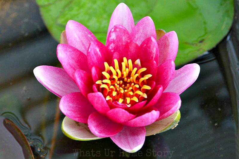 How to Set up Mini Water Gardens on Your Deck