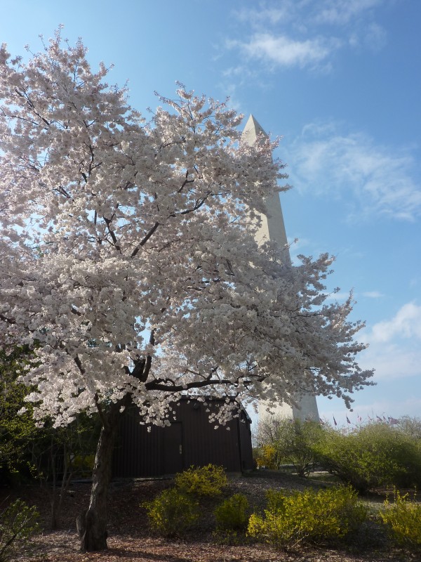 Cherry Blossoms in DC