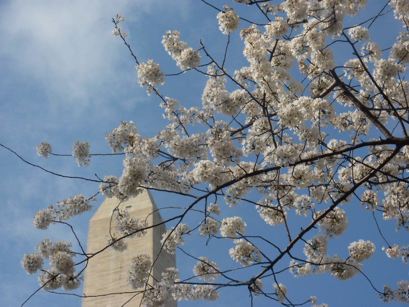 Cherry Blossoms in DC