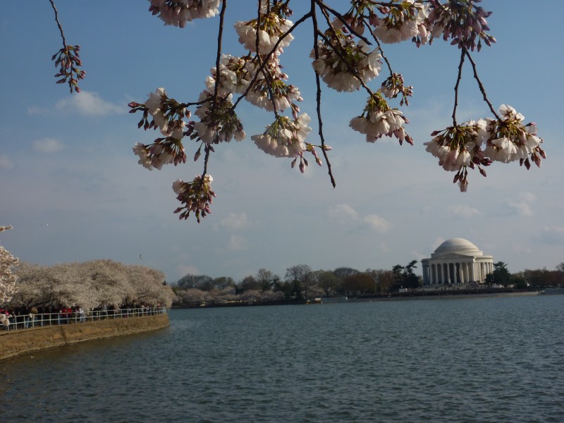 Cherry Blossoms in DC