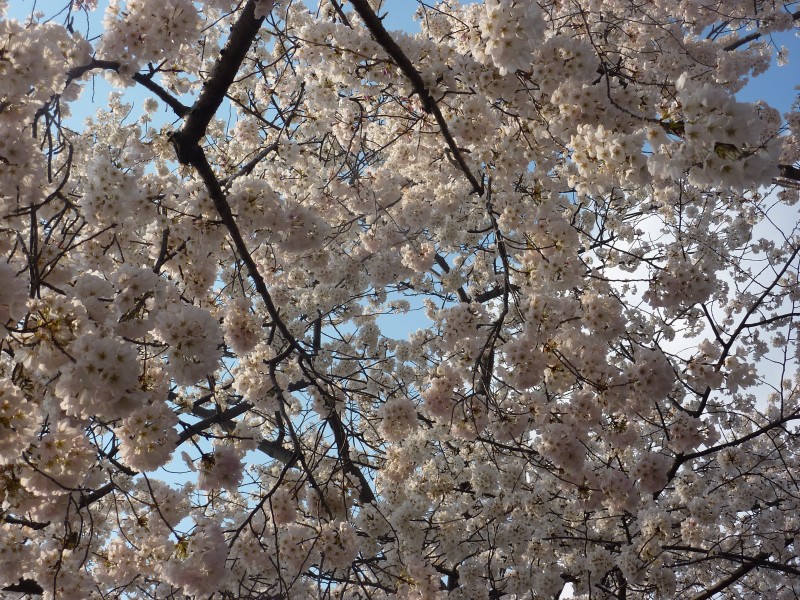 Cherry Blossoms in DC