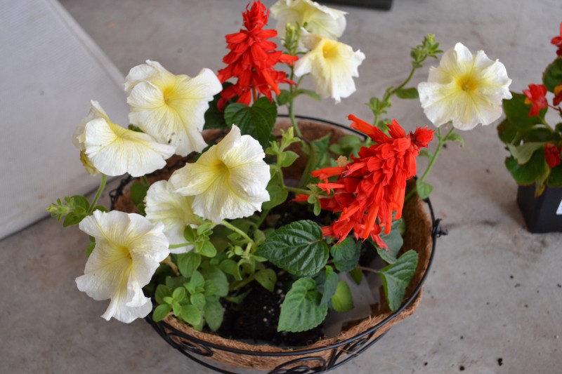 How to Conserve Water When Using Hanging Basket Liners