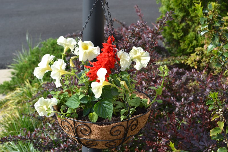 How to Conserve Water When Using Hanging Basket Liners