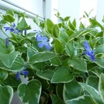 vinca vine