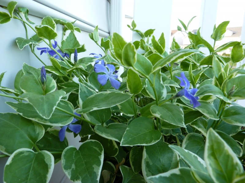 vinca vine