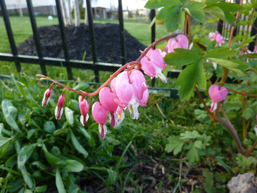 How Safe is Your Garden?