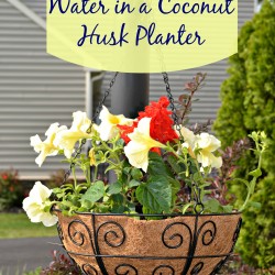 how to conserve water in a coconut husk planter