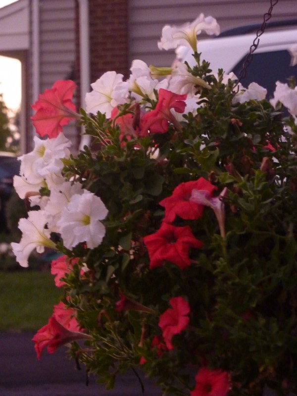 How to Conserve Water When Using Hanging Basket Liners