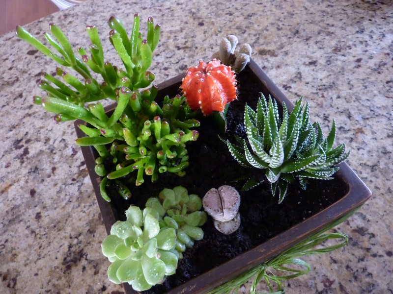 How to Make a Simple Succulent Planter Tutorial