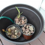 how to make a container water garden