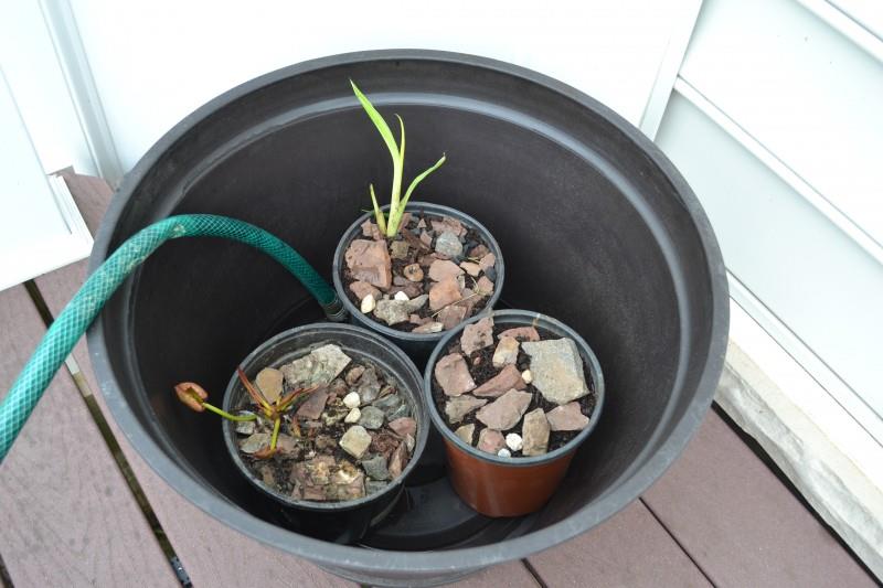 how to make a container water garden
