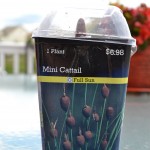 Mini Cattail