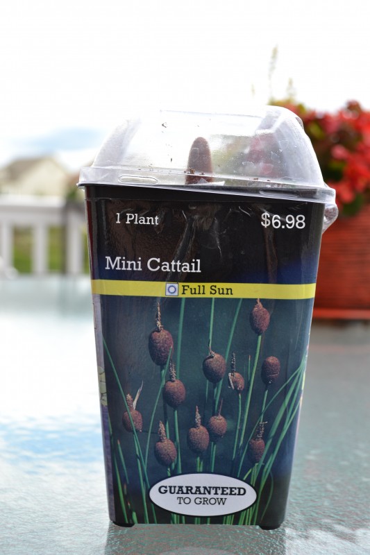 Growing Water Lily in a Container