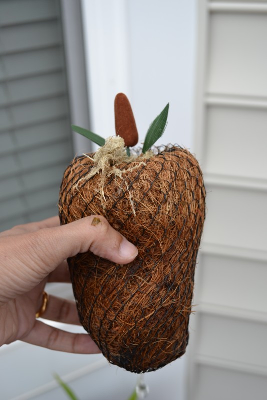 Growing Water Lily in a Container