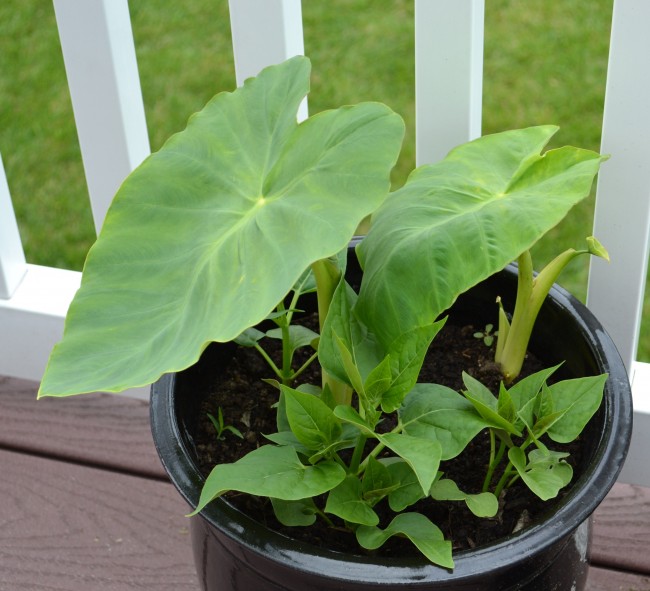 Growing Water Lily in a Container