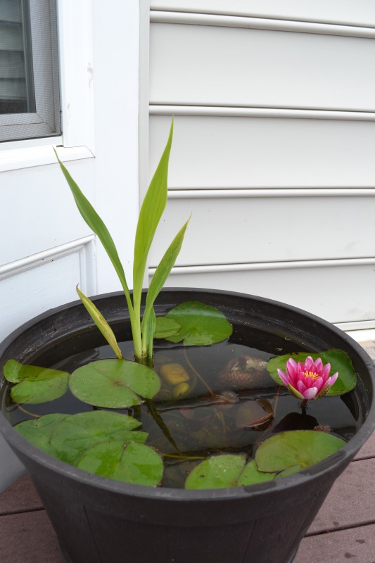 Growing Water Lily in a Container