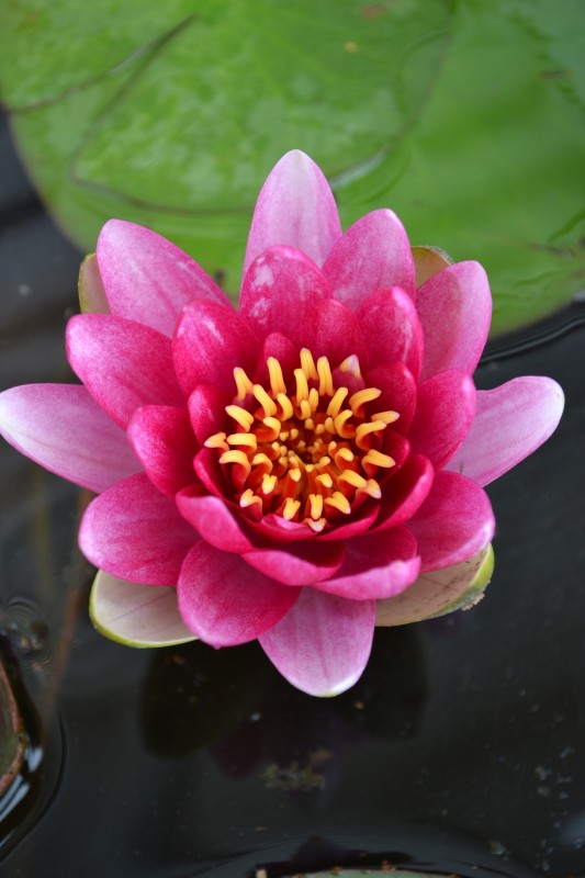 Growing Water Lily in a Container