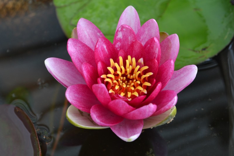 Growing Water Lily in a Container