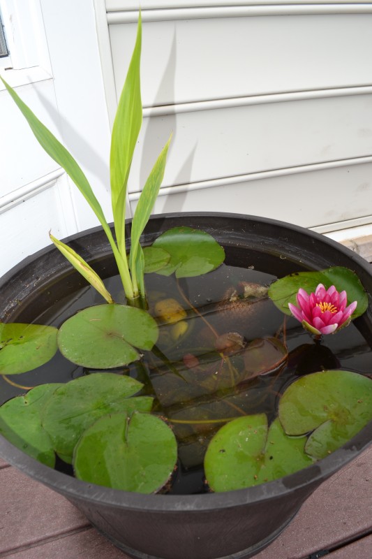 Growing Water Lily in a Container