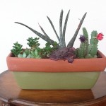 how to make a succulent planter