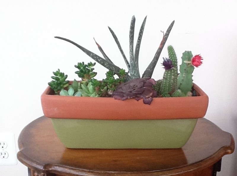 how to make a succulent planter