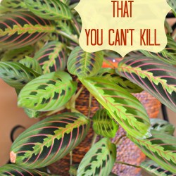 indoor plants that you can't kill, easy to grow indoor plants