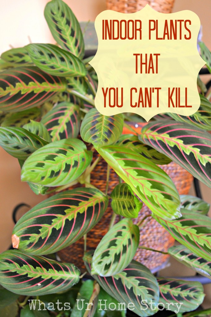 Indoor Plants That You Just Cant Kill