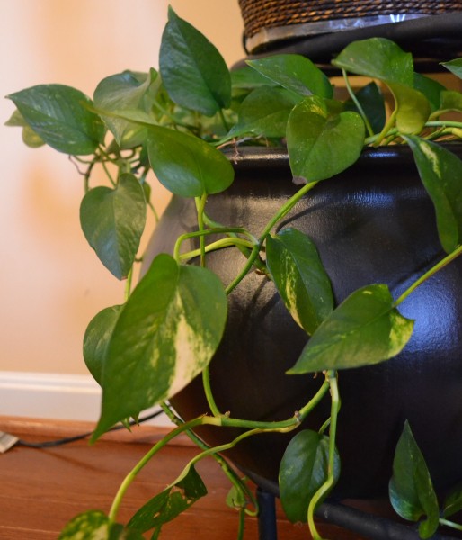 Indoor Plants That You Just Cant Kill