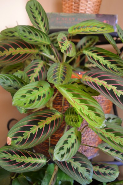 Indoor Plants That You Just Cant Kill