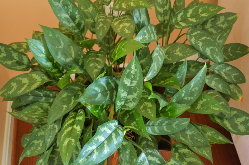 Indoor Plants That You Just Cant Kill