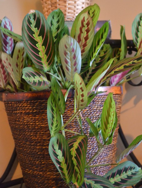 Indoor Plants That You Just Cant Kill