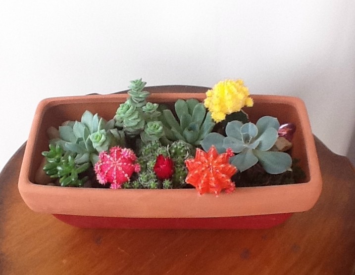 Reader Showcase   Succulent Garden