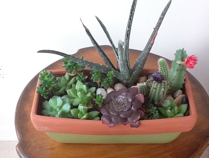 Reader Showcase   Succulent Garden