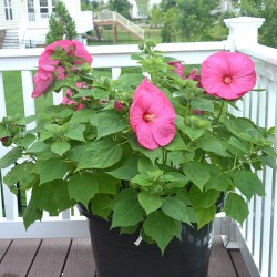 Turn a rope tub into a planter, dinner plate hibscus