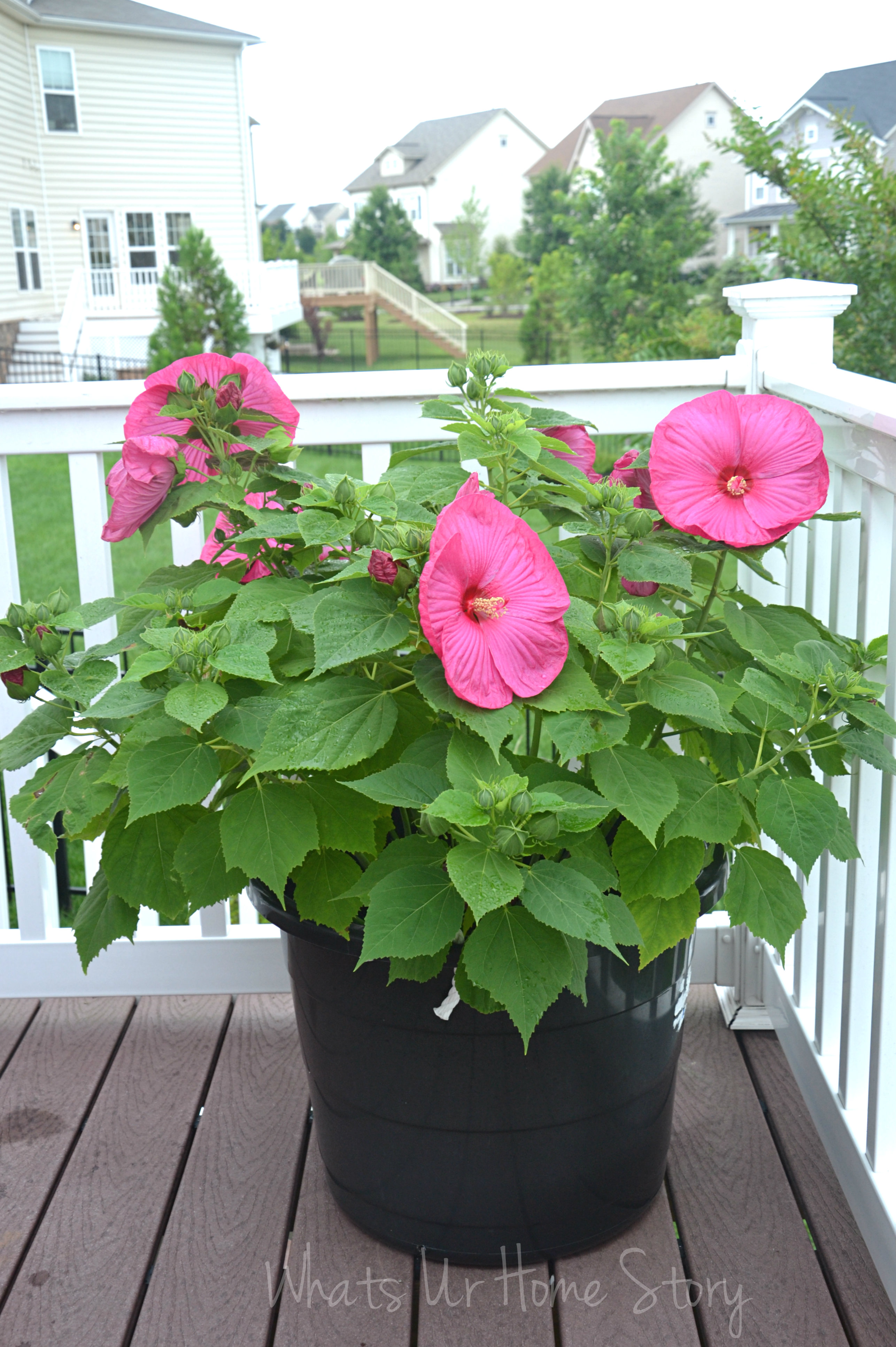 Turn a rope tub into a planter, dinner plate hibscus