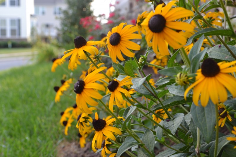 My Summer Garden