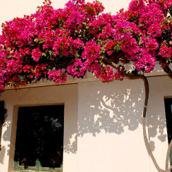 bougainvillea