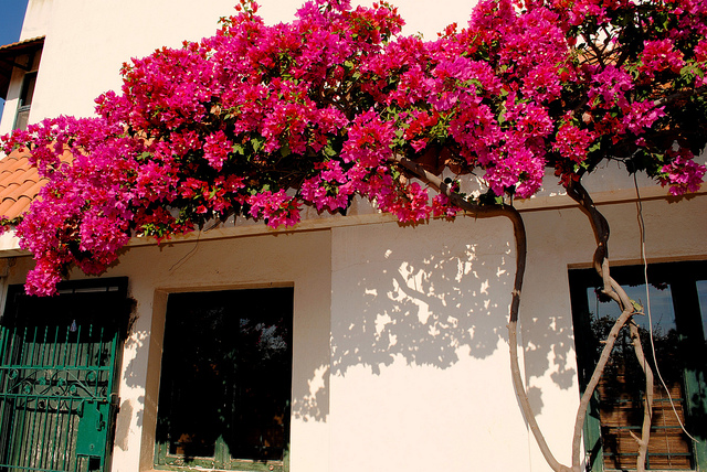 bougainvillea