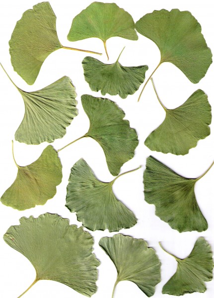 Make Your Own Fabric from Leaves