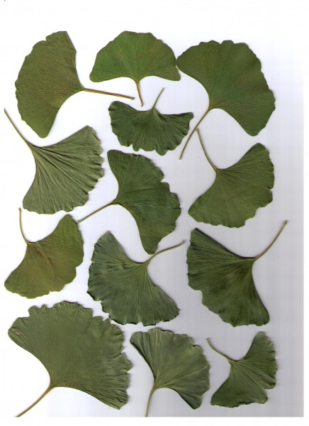 Make Your Own Fabric from Leaves