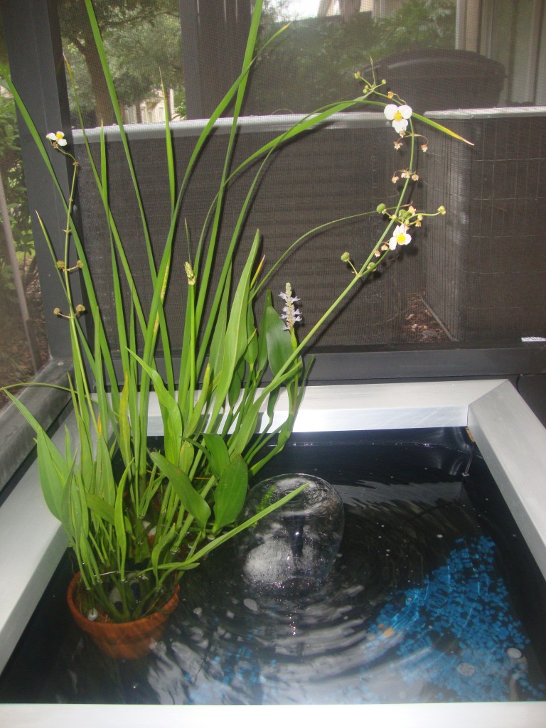 How to Set up Mini Water Gardens on Your Deck