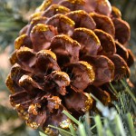 Gilded Pine Cone Ornament Knockoff