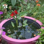 My Mini Pond Garden is Back in Business