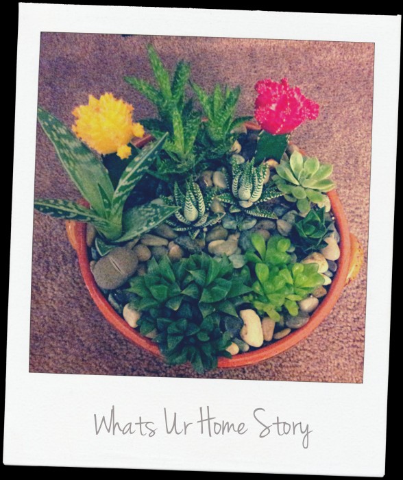 Whats Ur Home Story: succulents planter